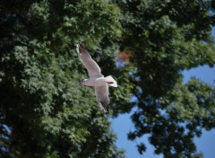 Fonds d'cran Animaux Mouette en vol