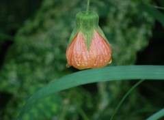 Fonds d'cran Nature fleur orange