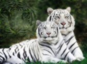 Wallpapers Animals Tigres blancs