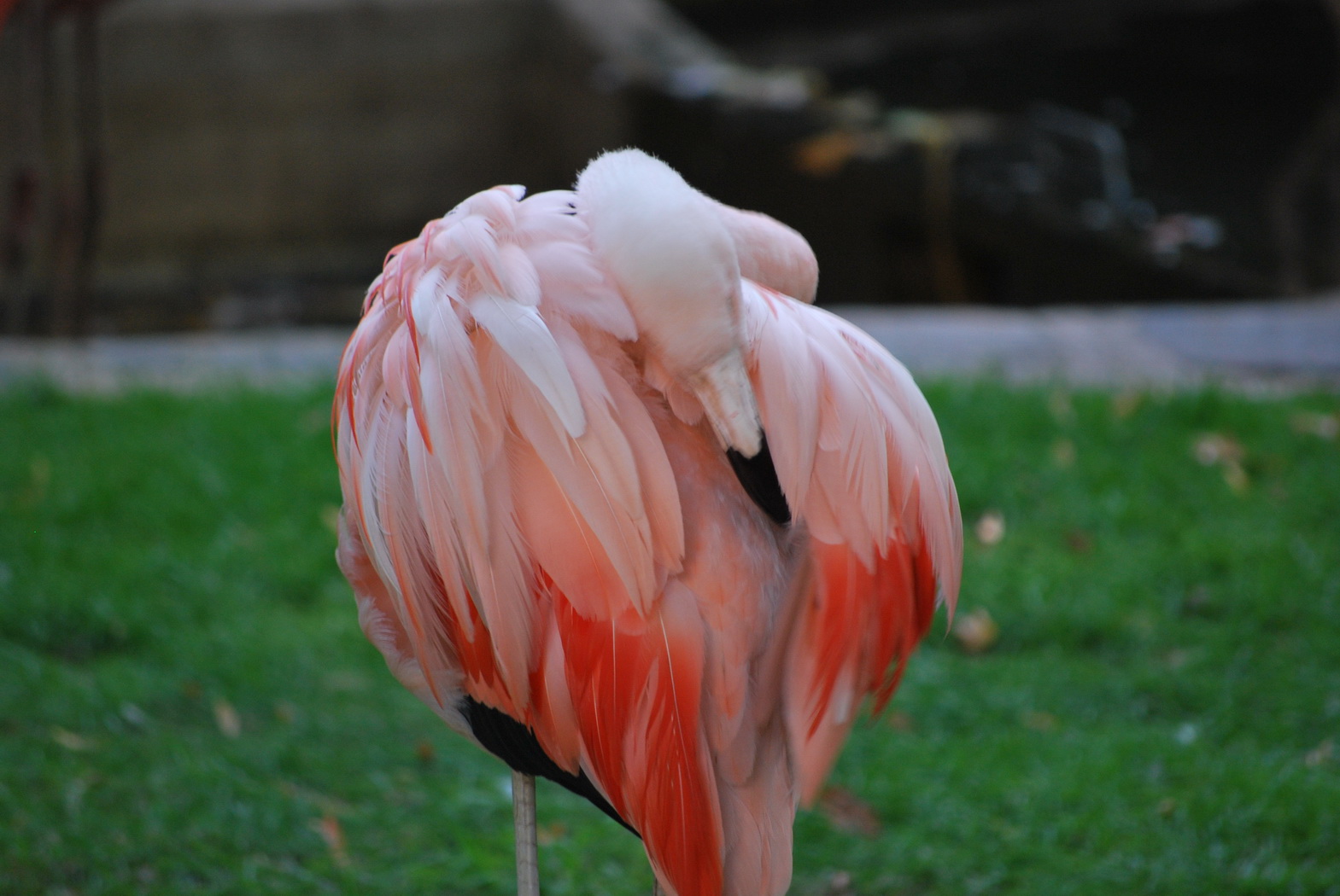 Wallpapers Animals Birds - Flamingos Flamant rose