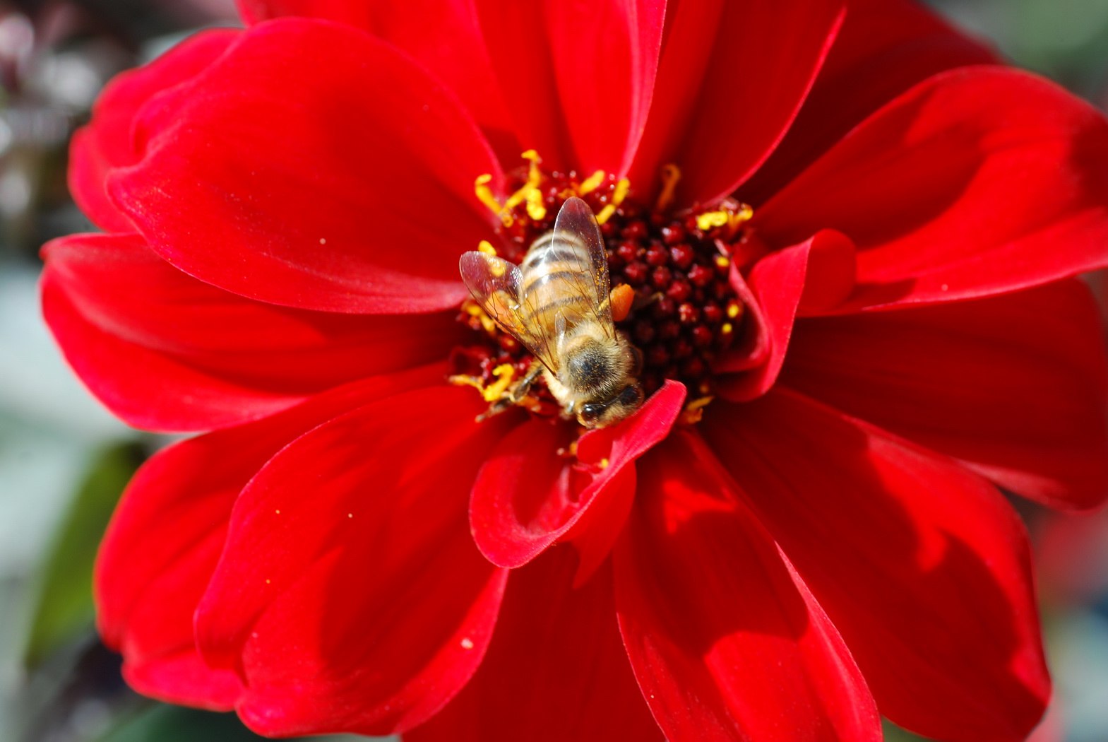 Wallpapers Animals Insects - Bees, Wasps Jardin du Luxembourg - Paris