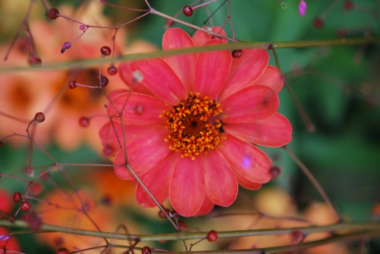 Fonds d'cran Nature Fleurs fleur rouge