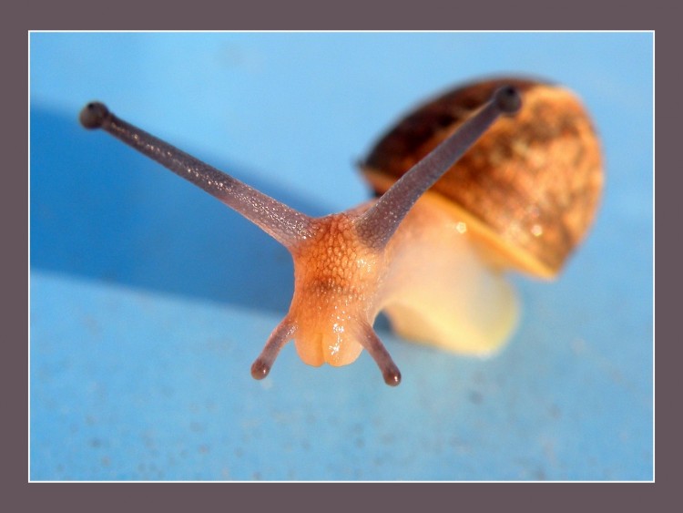 Wallpapers Animals Snails - Slugs L'escargot se lve !