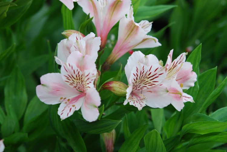 Wallpapers Nature Flowers Jardin des plantes - Paris