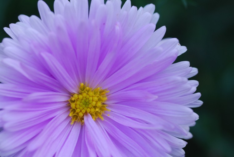 Fonds d'cran Nature Fleurs Jardin des plantes - Paris