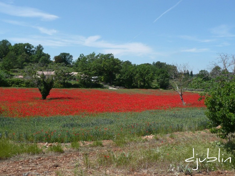 Fonds d'cran Nature Fleurs au pays des coquelicots 