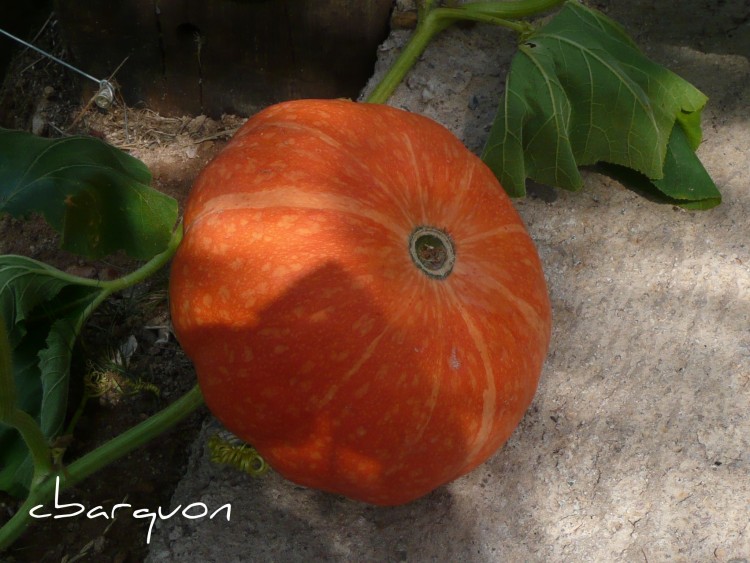 Fonds d'cran Nature Lgumes un avant gout d'Halloween