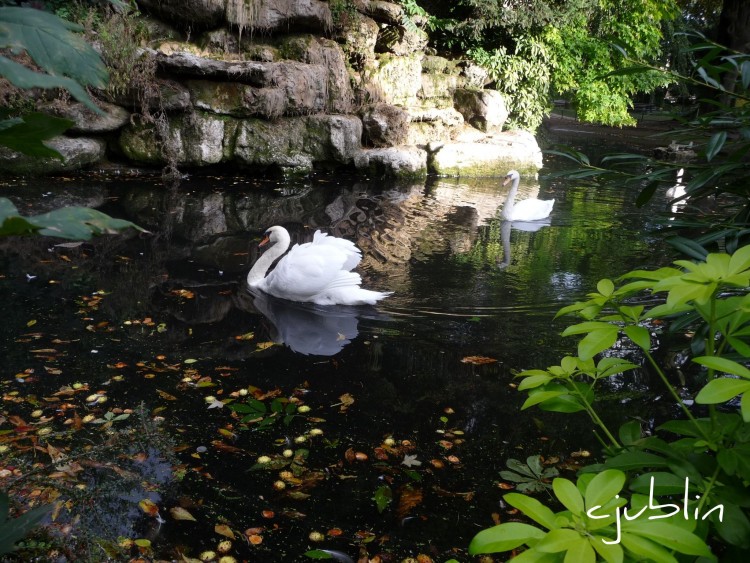 Fonds d'cran Animaux Oiseaux - Cygnes sa majest le cygne...