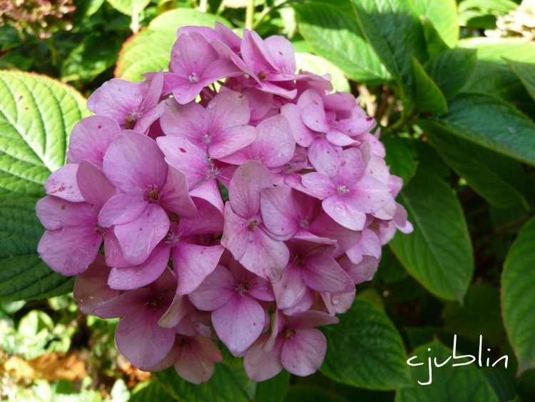 Fonds d'cran Nature Fleurs sa majeste le rodhodendron