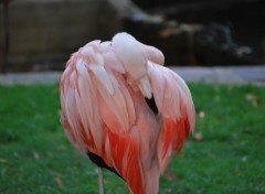 Wallpapers Animals Flamant rose