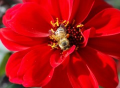 Wallpapers Animals Jardin du Luxembourg - Paris