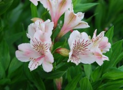 Wallpapers Nature Jardin des plantes - Paris