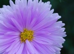 Wallpapers Nature Jardin des plantes - Paris