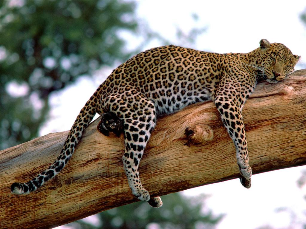 Fonds d'cran Animaux Flins - Lopards Sieste sur une branche d'arbre