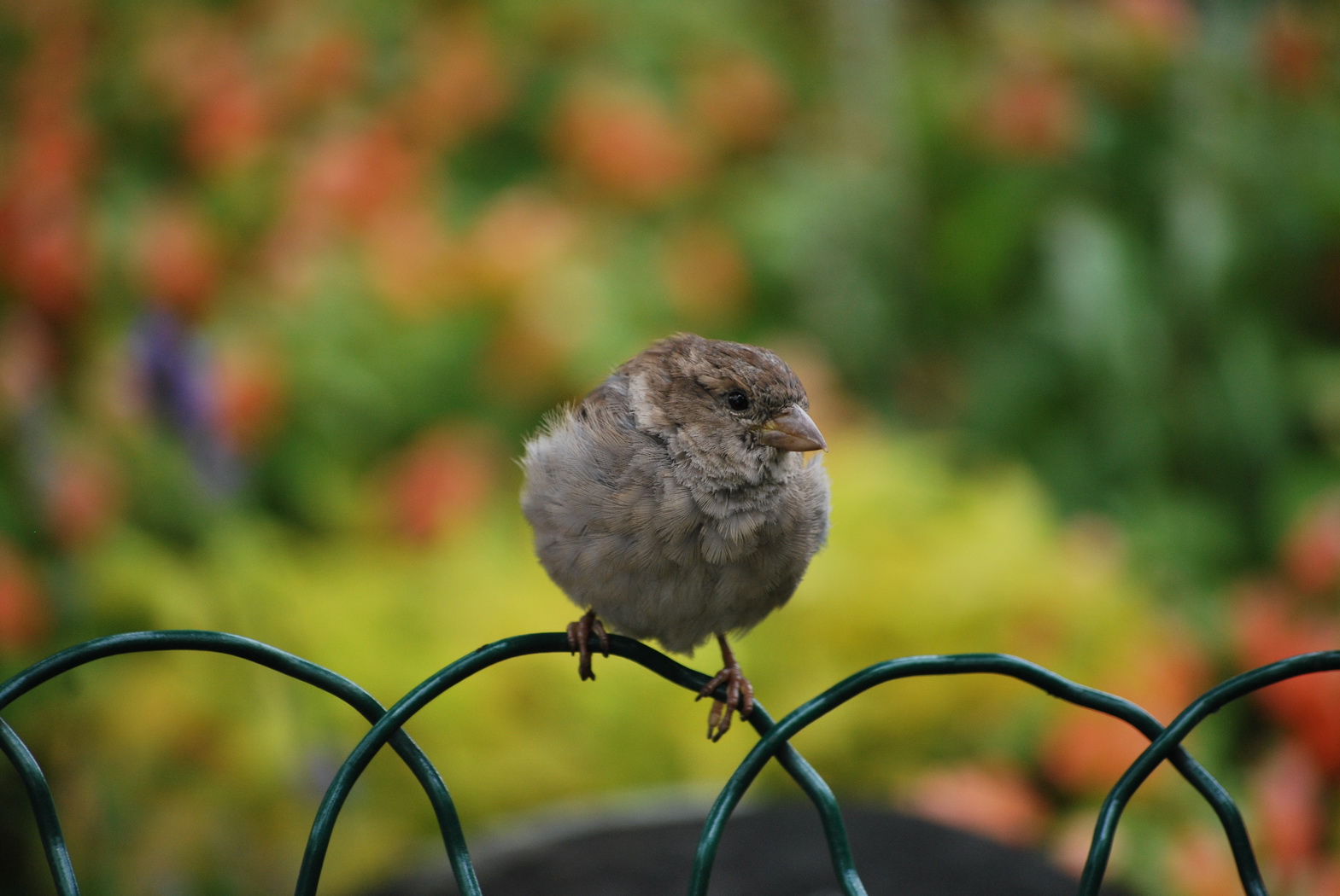 Fonds d'cran Animaux Oiseaux - Moineaux petit moineau