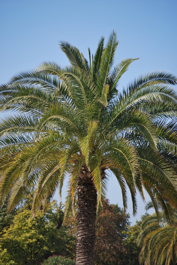 Fonds d'cran Nature Arbres - Forts Palmier