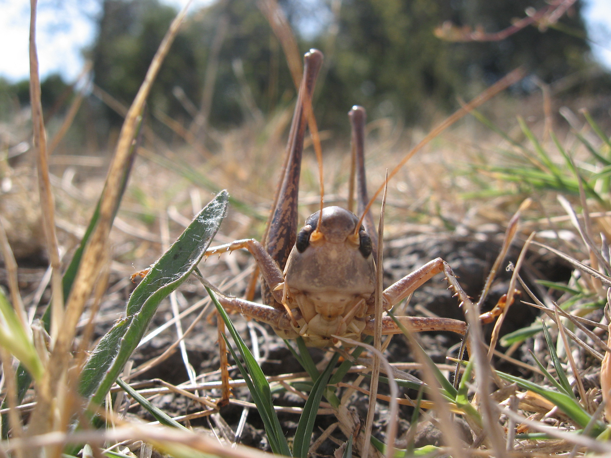 Wallpapers Animals Insects - Grasshoppers and Locusts sautrelle