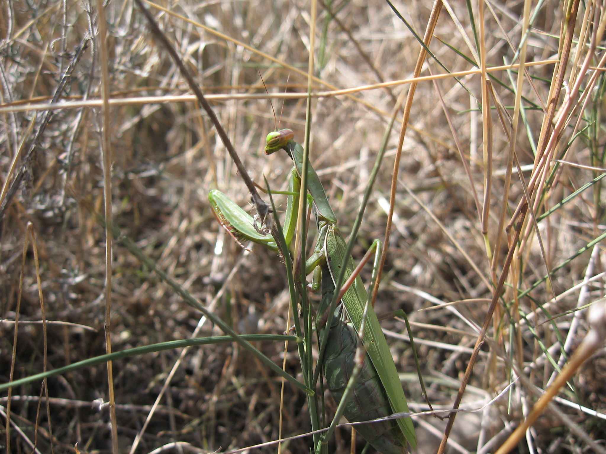 Wallpapers Animals Insects - Mantis Mante religieuse