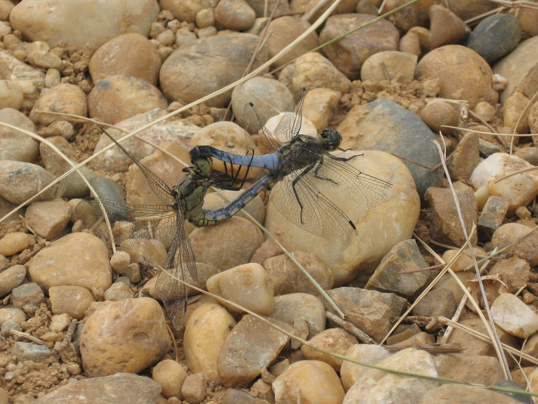 Fonds d'cran Animaux Insectes - Libellules libellule