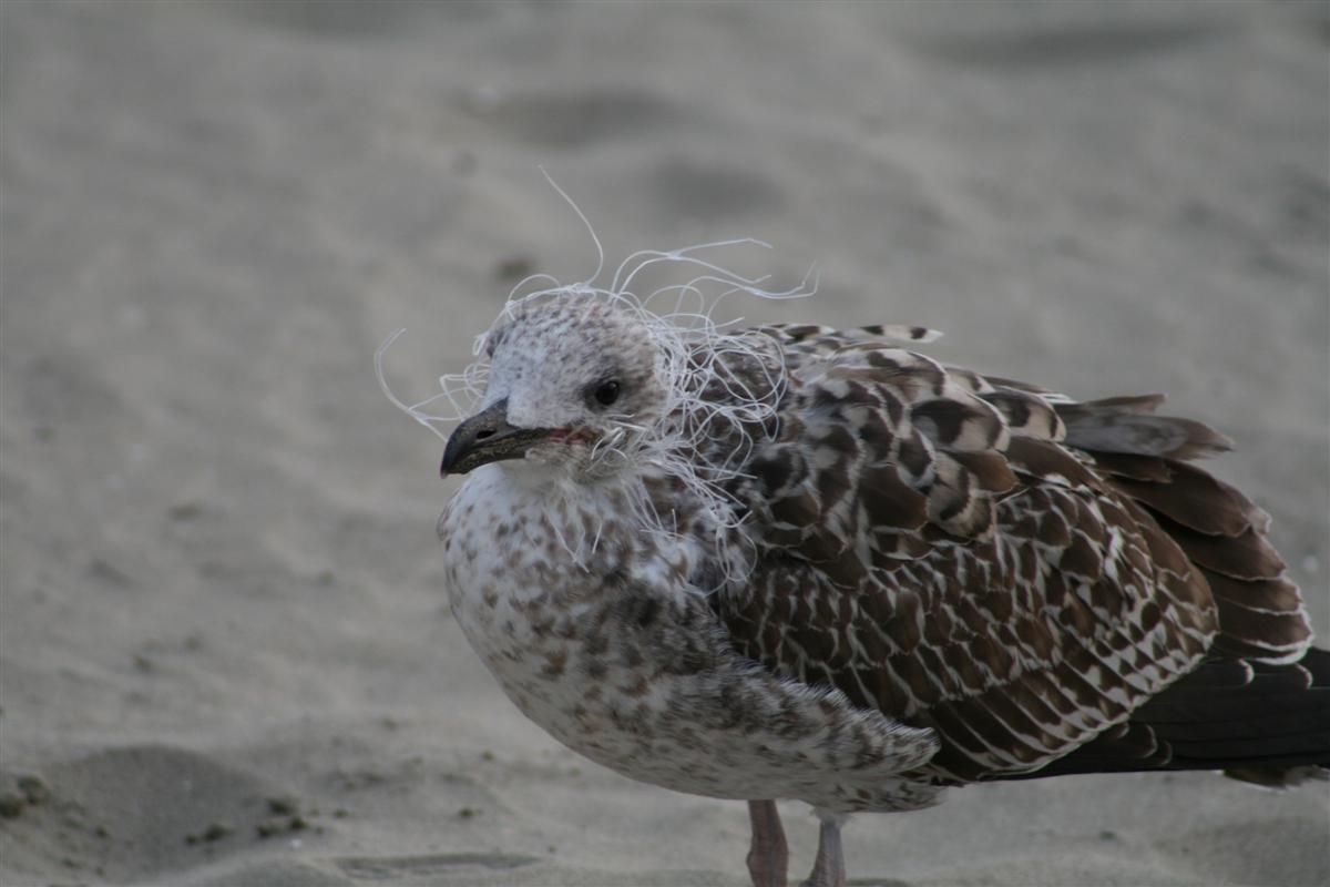 Fonds d'cran Animaux Oiseaux - Mouettes et Golands Gabian