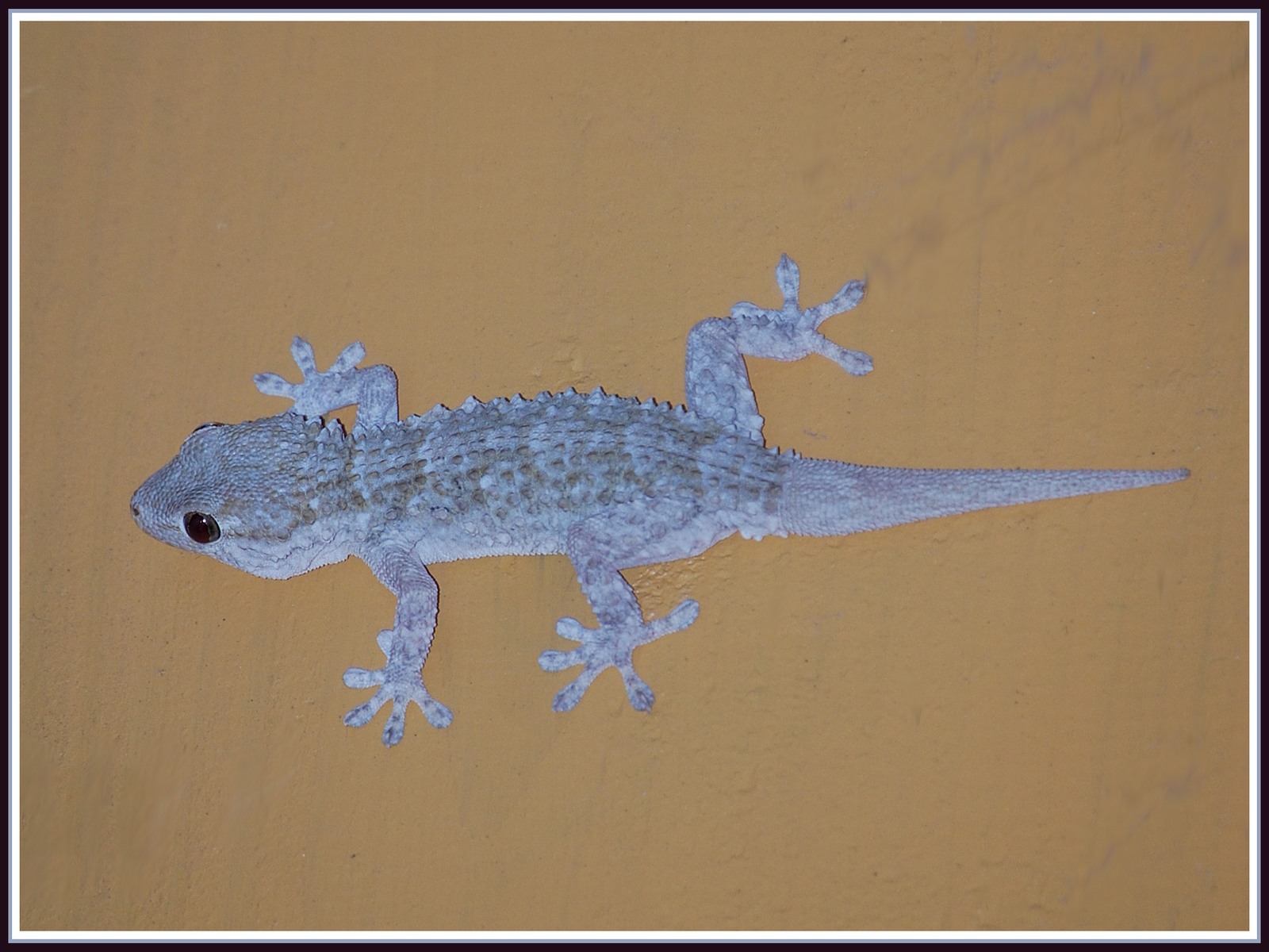 Fonds d'cran Animaux Lzards - Iguanes Gcko