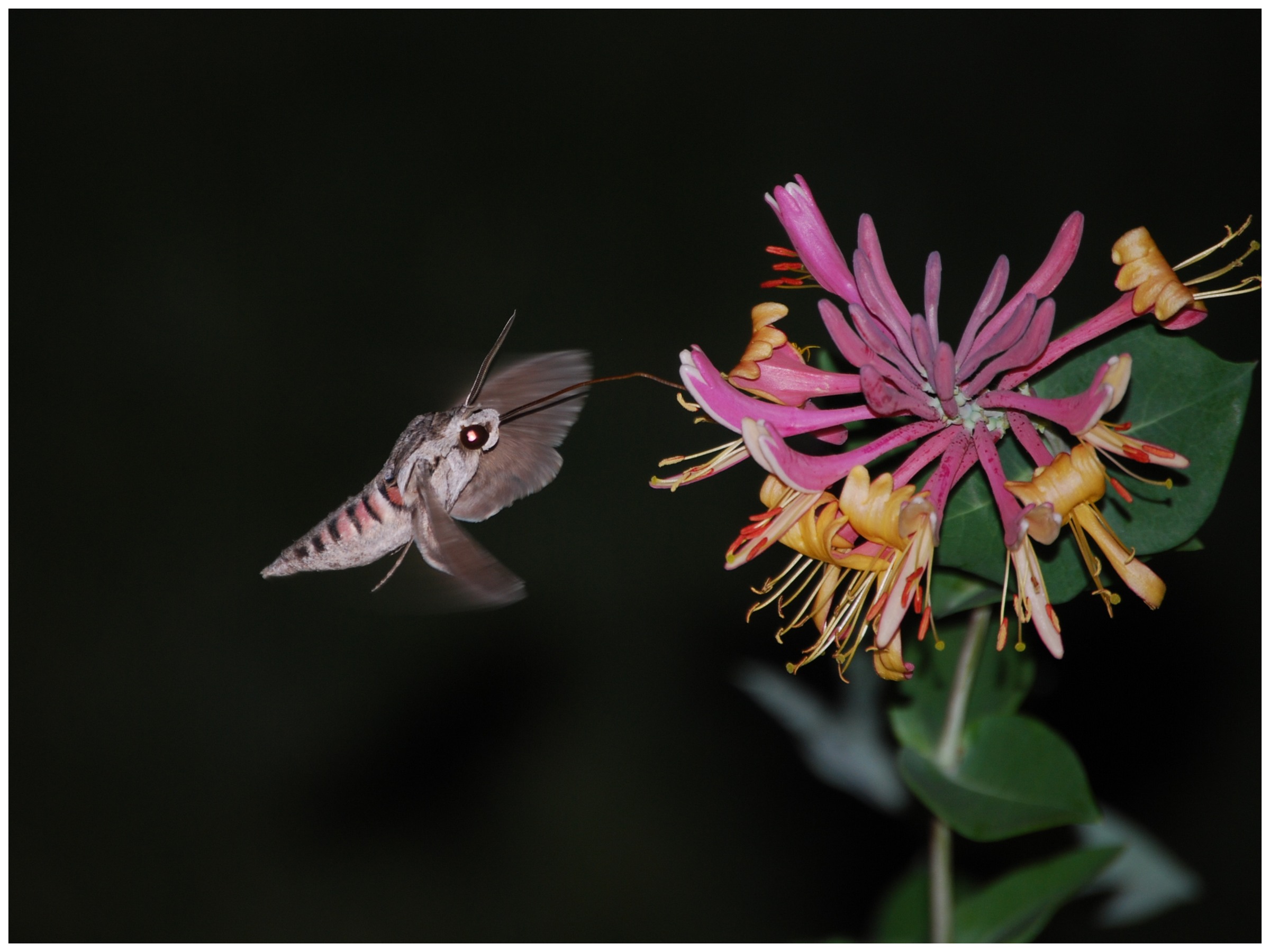 Fonds d'cran Animaux Insectes - Papillons Papillon de nuit