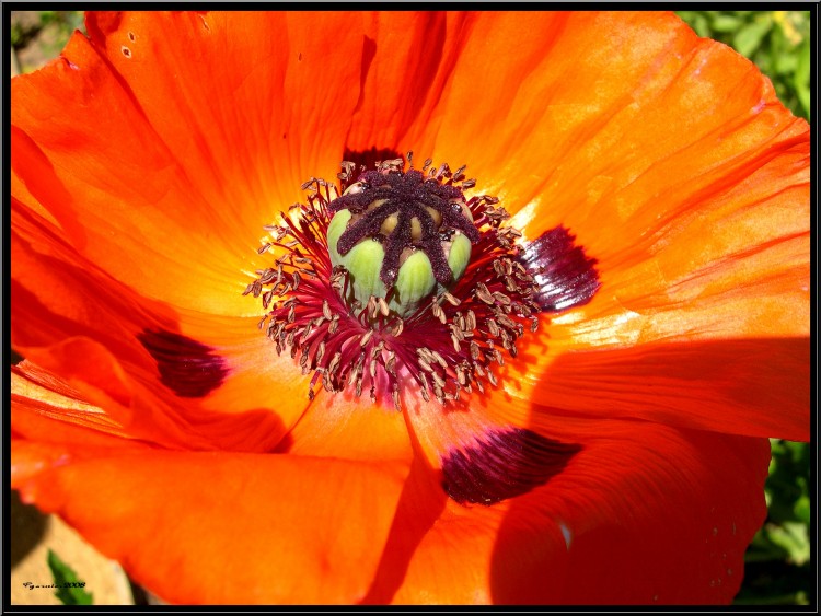 Fonds d'cran Nature Fleurs Coquelicot