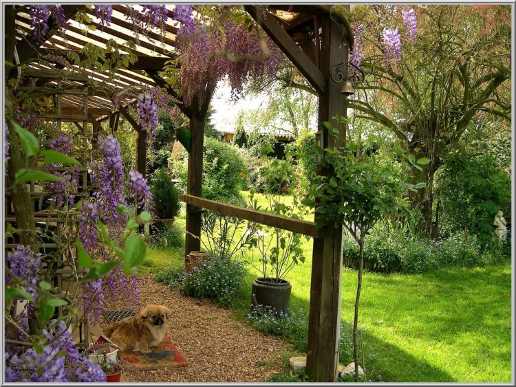 Fonds d'cran Animaux Chiens le gardin du jardin