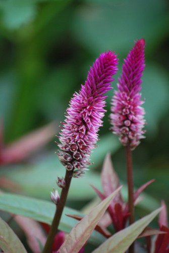 Fonds d'cran Nature Fleurs miroir qui est la plus belle, toi jolie fleur