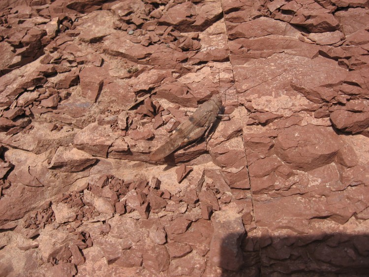 Wallpapers Animals Insects - Grasshoppers and Locusts sautrelle sur la roche