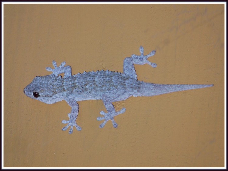 Fonds d'cran Animaux Lzards - Iguanes Gcko