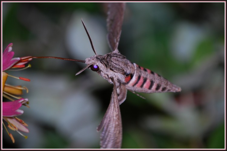 Fonds d'cran Animaux Insectes - Papillons Papillon de nuit