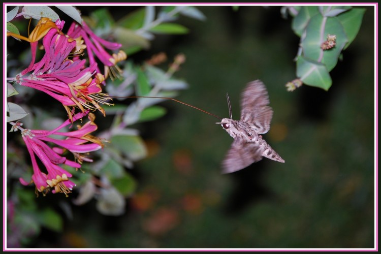 Fonds d'cran Animaux Insectes - Papillons Papillon de nuit