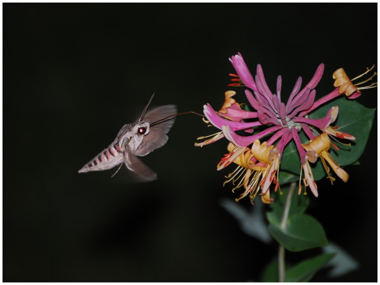 Fonds d'cran Animaux Insectes - Papillons Papillon de nuit