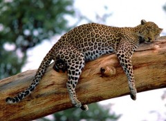 Wallpapers Animals Sieste sur une branche d'arbre