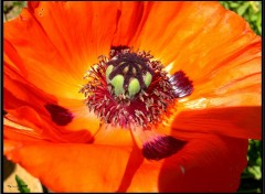 Fonds d'cran Nature Coquelicot