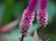 Fonds d'cran Nature miroir qui est la plus belle, toi jolie fleur