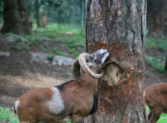 Fonds d'cran Animaux Image sans titre N214606