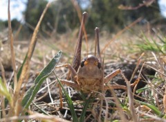 Fonds d'cran Animaux sautrelle