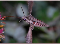 Fonds d'cran Animaux Papillon de nuit