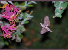 Fonds d'cran Animaux Papillon de nuit