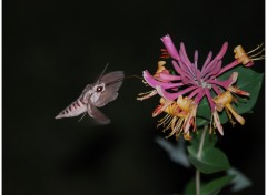 Fonds d'cran Animaux Papillon de nuit