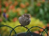 Fonds d'cran Animaux petit moineau