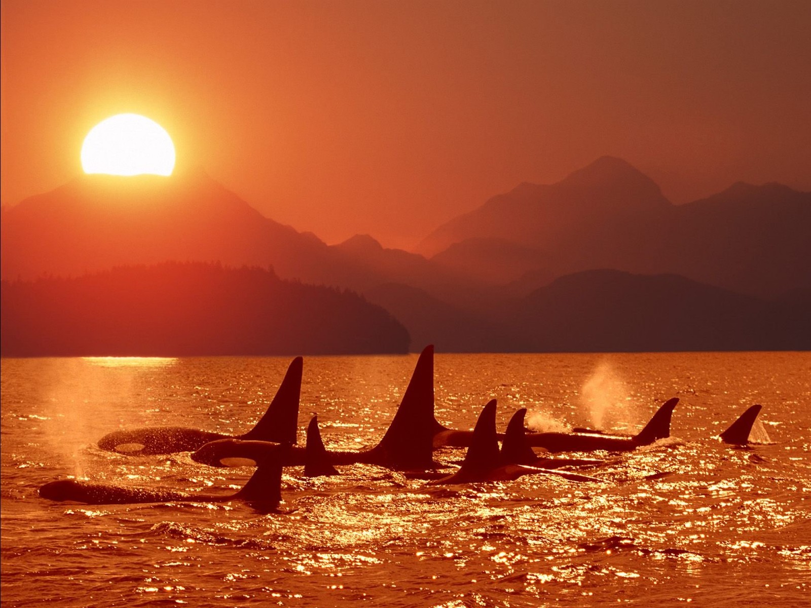 Wallpapers Animals Sealife - Orcas Orques