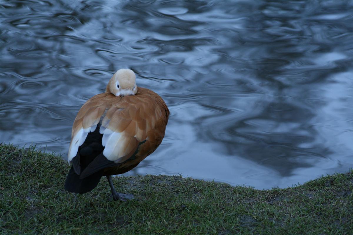 Fonds d'cran Animaux Oiseaux - Canards Canard