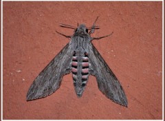 Fonds d'cran Animaux Papillon de nuit