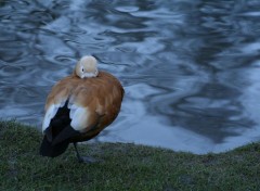 Fonds d'cran Animaux Canard