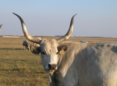 Fonds d'cran Animaux Vache (Szurke marha) (grise de hongrie)