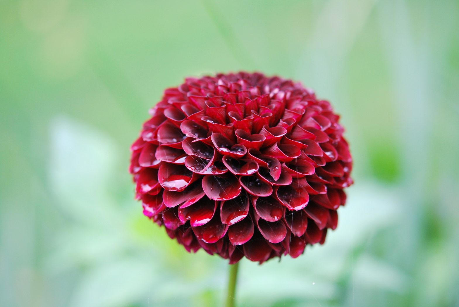 Wallpapers Nature Flowers fleur en forme de boule rouge