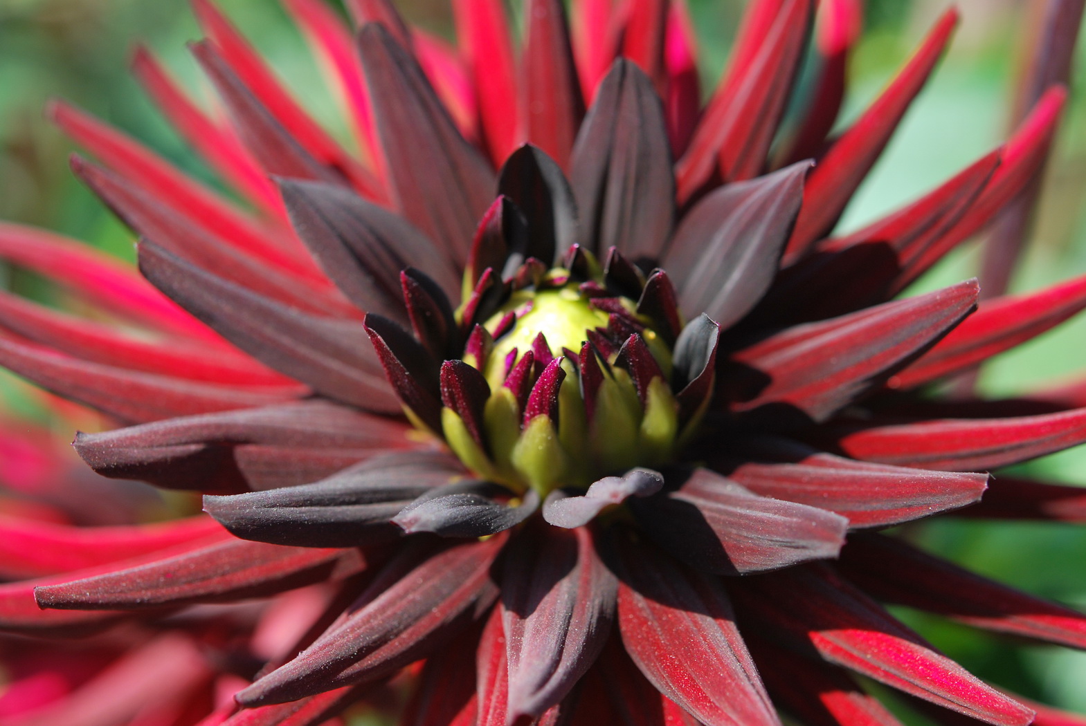 Wallpapers Nature Flowers Dahlia 'Chat noir'